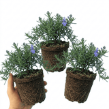 Set of 3 or 6 Rosemary Blue Rain Herb Plants (Salvia rosmarinus), Hardy Evergreen Culinary Herb, Outdoor Garden Ready, 1 Litre Root-Ball - Frankton's