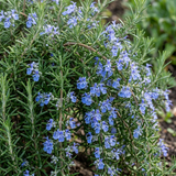 Set of 3 or 6 Rosemary Blue Rain Herb Plants (Salvia rosmarinus), Hardy Evergreen Culinary Herb, Outdoor Garden Ready, 1 Litre Root-Ball - Frankton's