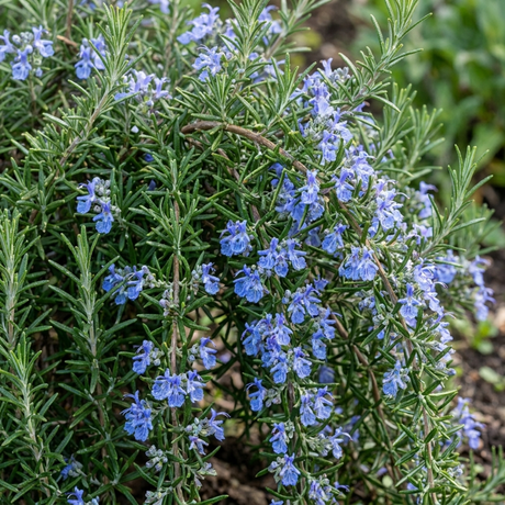 Set of 3 or 6 Rosemary Blue Rain Herb Plants (Salvia rosmarinus), Hardy Evergreen Culinary Herb, Outdoor Garden Ready, 1 Litre Root-Ball - Frankton's