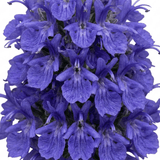Set of 3 or 6 Rosemary Blue Rain Herb Plants (Salvia rosmarinus), Hardy Evergreen Culinary Herb, Outdoor Garden Ready, 1 Litre Root-Ball - Frankton's