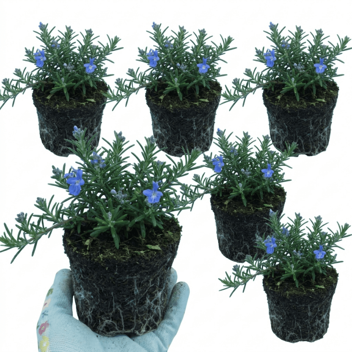 Set of 3 or 6 Rosemary Blue Rain Herb Plants (Salvia rosmarinus), Hardy Evergreen Culinary Herb, Outdoor Garden Ready, 1 Litre Root-Ball - Frankton's
