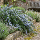 Set of 3 or 6 Rosemary Blue Rain Herb Plants (Salvia rosmarinus), Hardy Evergreen Culinary Herb, Outdoor Garden Ready, 1 Litre Root-Ball - Frankton's
