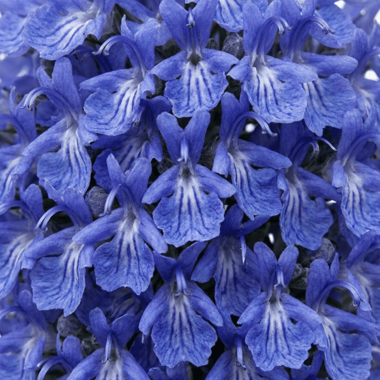 Set of 3 or 6 Rosemary ‘Blue Winter’ Herb Plants (Salvia rosmarinus), Hardy Evergreen Culinary Shrub, Outdoor Garden Ready, 1 Litre Root-Ball - Frankton's