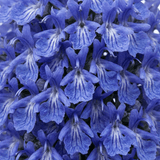 Set of 3 or 6 Rosemary ‘Blue Winter’ Herb Plants (Salvia rosmarinus), Hardy Evergreen Culinary Shrub, Outdoor Garden Ready, 1 Litre Root-Ball - Frankton's