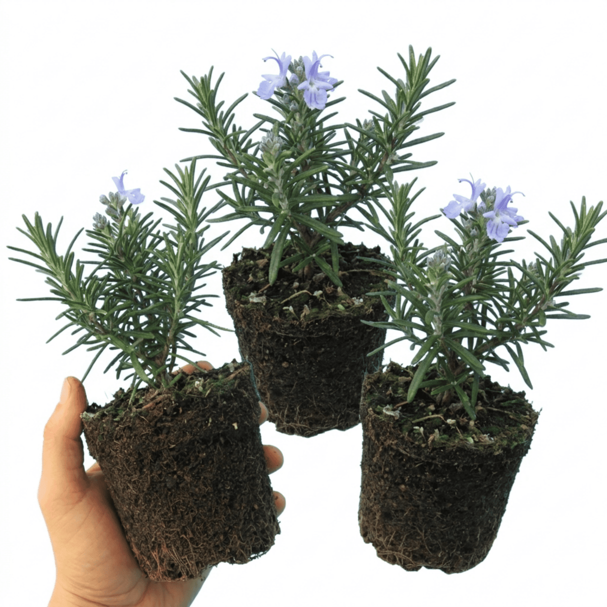 Set of 3 or 6 Rosemary ‘Blue Winter’ Herb Plants (Salvia rosmarinus), Hardy Evergreen Culinary Shrub, Outdoor Garden Ready, 1 Litre Root-Ball - Frankton's