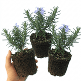Set of 3 or 6 Rosemary ‘Blue Winter’ Herb Plants (Salvia rosmarinus), Hardy Evergreen Culinary Shrub, Outdoor Garden Ready, 1 Litre Root-Ball - Frankton's