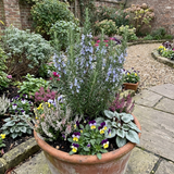 Set of 3 or 6 Rosemary ‘Blue Winter’ Herb Plants (Salvia rosmarinus), Hardy Evergreen Culinary Shrub, Outdoor Garden Ready, 1 Litre Root-Ball - Frankton's