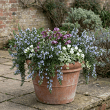 Set of 3 or 6 Rosemary ‘Blue Winter’ Herb Plants (Salvia rosmarinus), Hardy Evergreen Culinary Shrub, Outdoor Garden Ready, 1 Litre Root-Ball - Frankton's