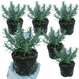 Set of 3 or 6 Rosemary ‘Blue Winter’ Herb Plants (Salvia rosmarinus), Hardy Evergreen Culinary Shrub, Outdoor Garden Ready, 1 Litre Root-Ball - Frankton's