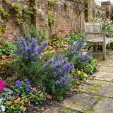 Set of 3 or 6 Rosemary ‘Blue Winter’ Herb Plants (Salvia rosmarinus), Hardy Evergreen Culinary Shrub, Outdoor Garden Ready, 1 Litre Root-Ball - Frankton's