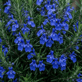 Set of 3 or 6 Rosemary ‘Blue Winter’ Herb Plants (Salvia rosmarinus), Hardy Evergreen Culinary Shrub, Outdoor Garden Ready, 1 Litre Root-Ball - Frankton's