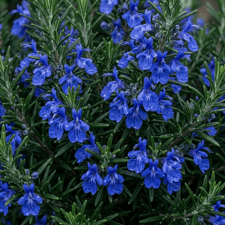 Set of 3 or 6 Rosemary ‘Blue Winter’ Herb Plants (Salvia rosmarinus), Hardy Evergreen Culinary Shrub, Outdoor Garden Ready, 1 Litre Root-Ball - Frankton's