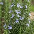 Set of 3 or 6 Rosemary Herb Plants (Salvia rosmarinus), Hardy Evergreen Perennial, Culinary Cooking Herb, Outdoor Garden Ready, 1 Litre Root-Ball - Frankton's