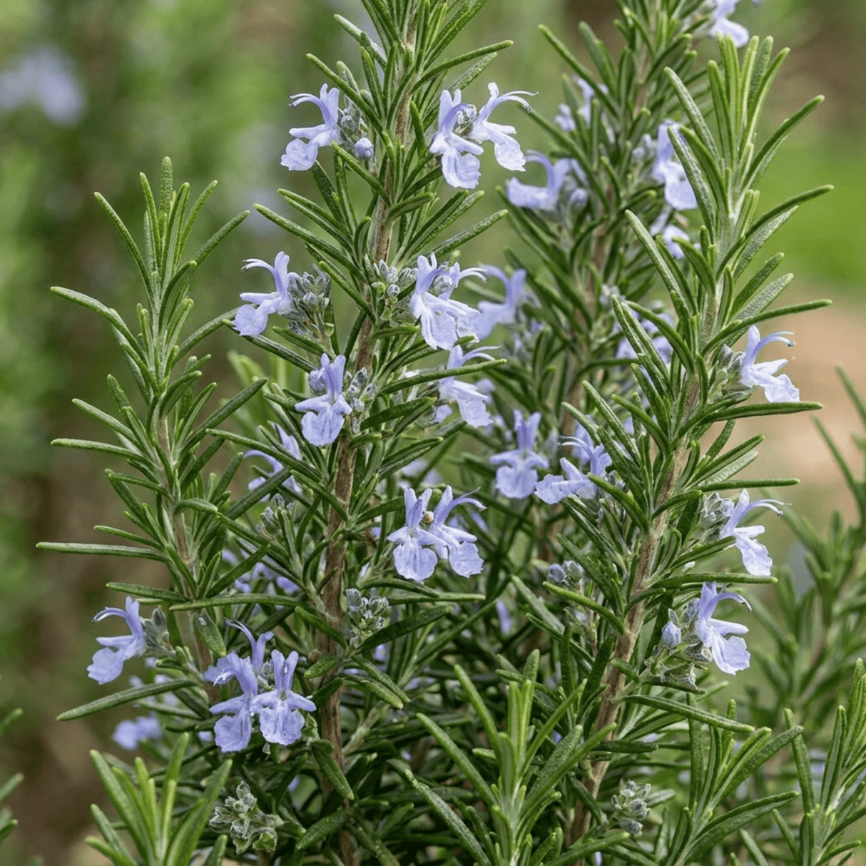 Set of 3 or 6 Rosemary Herb Plants (Salvia rosmarinus), Hardy Evergreen Perennial, Culinary Cooking Herb, Outdoor Garden Ready, 1 Litre Root-Ball - Frankton's