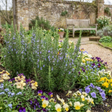 Set of 3 or 6 Rosemary Herb Plants (Salvia rosmarinus), Hardy Evergreen Perennial, Culinary Cooking Herb, Outdoor Garden Ready, 1 Litre Root-Ball - Frankton's