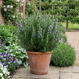Set of 3 or 6 Rosemary Herb Plants (Salvia rosmarinus), Hardy Evergreen Perennial, Culinary Cooking Herb, Outdoor Garden Ready, 1 Litre Root-Ball - Frankton's