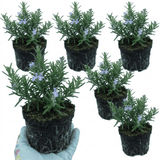 Set of 3 or 6 Rosemary Herb Plants (Salvia rosmarinus), Hardy Evergreen Perennial, Culinary Cooking Herb, Outdoor Garden Ready, 1 Litre Root-Ball - Frankton's