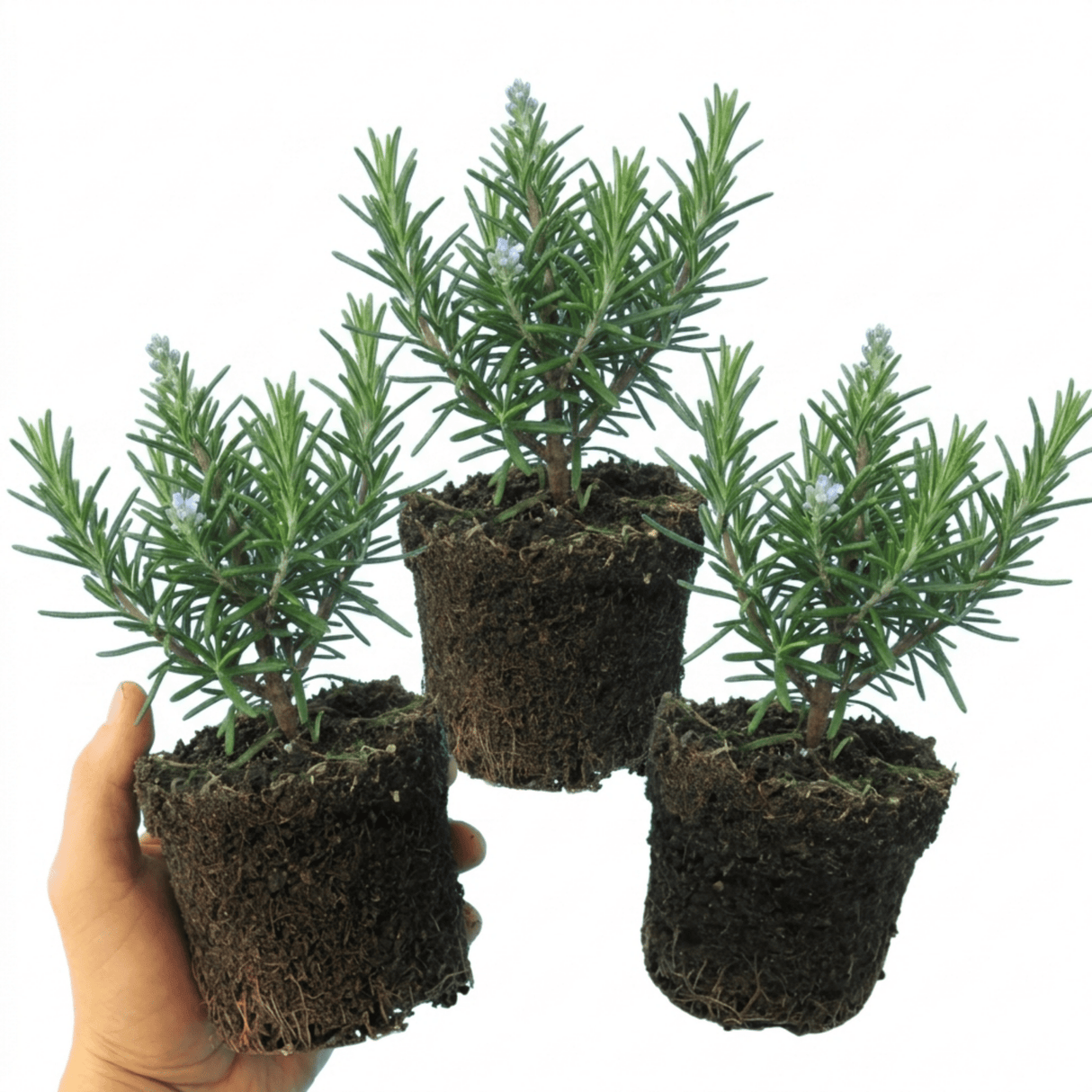 Set of 3 or 6 Rosemary Herb Plants (Salvia rosmarinus), Hardy Evergreen Perennial, Culinary Cooking Herb, Outdoor Garden Ready, 1 Litre Root-Ball - Frankton's