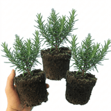 Set of 3 or 6 Rosemary Herb Plants (Salvia rosmarinus), Hardy Evergreen Perennial, Culinary Cooking Herb, Outdoor Garden Ready, 1 Litre Root-Ball - Frankton's