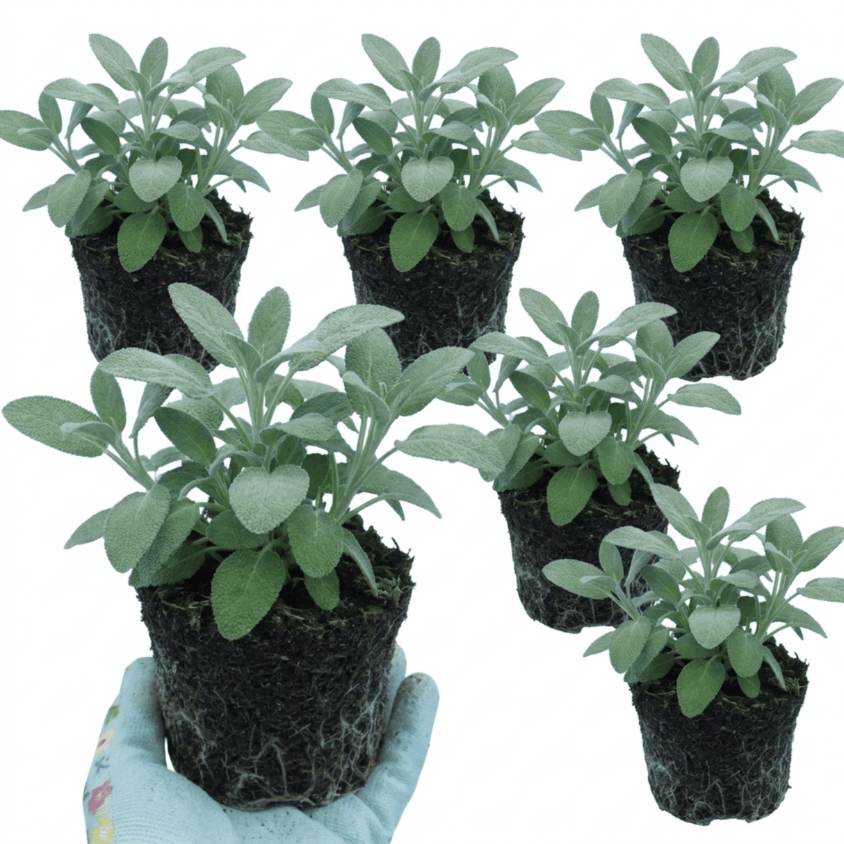 Set of 3 or 6 Salvia officinalis ‘Berggarten’ Sage Herb Plants, Hardy Perennial Culinary Herb, Outdoor Garden Ready, 1 Litre Root-Ball - Frankton's