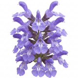 Set of 3 or 6 Salvia officinalis ‘Berggarten’ Sage Herb Plants, Hardy Perennial Culinary Herb, Outdoor Garden Ready, 1 Litre Root-Ball - Frankton's
