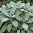 Set of 3 or 6 Salvia officinalis ‘Berggarten’ Sage Herb Plants, Hardy Perennial Culinary Herb, Outdoor Garden Ready, 1 Litre Root-Ball - Frankton's