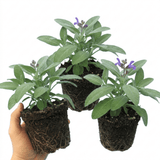 Set of 3 or 6 Salvia officinalis ‘Berggarten’ Sage Herb Plants, Hardy Perennial Culinary Herb, Outdoor Garden Ready, 1 Litre Root-Ball - Frankton's