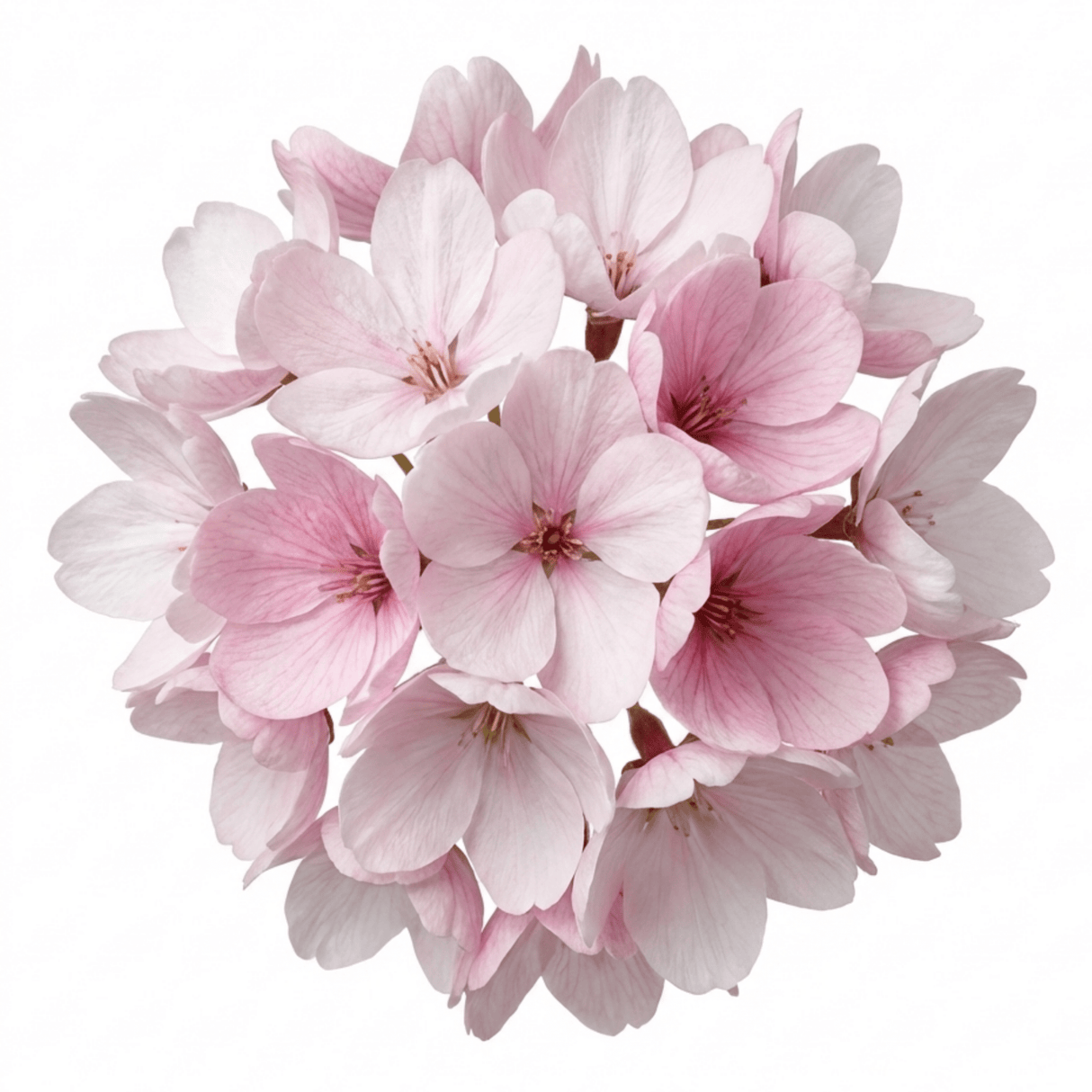 Set of 3 or 6 Saxifrage Ice Colours Appleblossom Plants, Hardy Alpine Rock Garden Perennial, Outdoor Garden Ready, 1 Litre Root-Ball - Frankton's