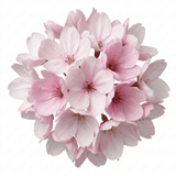 Set of 3 or 6 Saxifrage Ice Colours Appleblossom Plants, Hardy Alpine Rock Garden Perennial, Outdoor Garden Ready, 1 Litre Root-Ball - Frankton's