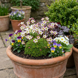 Set of 3 or 6 Saxifrage Ice Colours Appleblossom Plants, Hardy Alpine Rock Garden Perennial, Outdoor Garden Ready, 1 Litre Root-Ball - Frankton's
