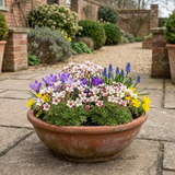 Set of 3 or 6 Saxifrage Ice Colours Appleblossom Plants, Hardy Alpine Rock Garden Perennial, Outdoor Garden Ready, 1 Litre Root-Ball - Frankton's