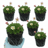Set of 3 or 6 Saxifrage Ice Colours Appleblossom Plants, Hardy Alpine Rock Garden Perennial, Outdoor Garden Ready, 1 Litre Root-Ball - Frankton's