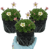 Set of 3 or 6 Saxifrage Ice Colours Appleblossom Plants, Hardy Alpine Rock Garden Perennial, Outdoor Garden Ready, 1 Litre Root-Ball - Frankton's