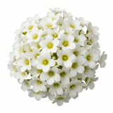 Set of 3 or 6 Saxifrage Ice Colours Pearl White Plants, Hardy Alpine Evergreen Ground Cover Perennial, Outdoor Garden Ready, 1 Litre Root-Ball - Frankton's