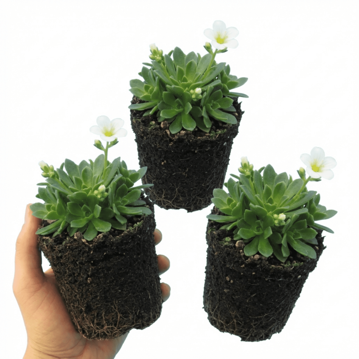 Set of 3 or 6 Saxifrage Ice Colours Pearl White Plants, Hardy Alpine Evergreen Ground Cover Perennial, Outdoor Garden Ready, 1 Litre Root-Ball - Frankton's