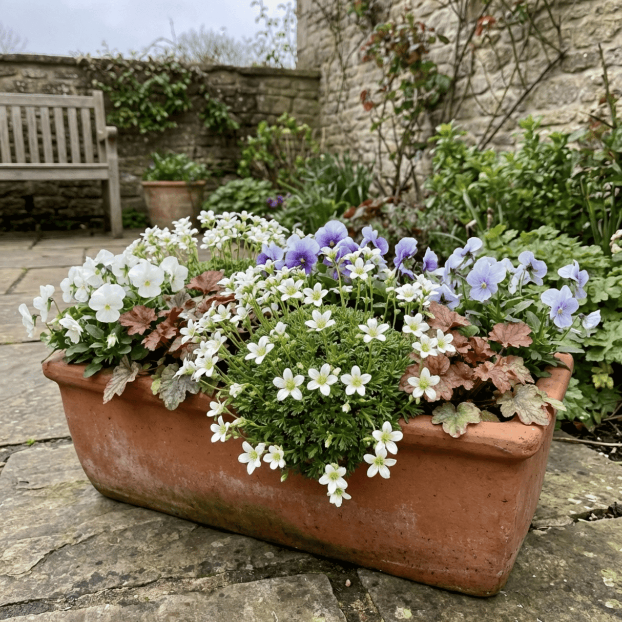 Set of 3 or 6 Saxifrage Ice Colours Pearl White Plants, Hardy Alpine Evergreen Ground Cover Perennial, Outdoor Garden Ready, 1 Litre Root-Ball - Frankton's