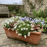 Set of 3 or 6 Saxifrage Ice Colours Pearl White Plants, Hardy Alpine Evergreen Ground Cover Perennial, Outdoor Garden Ready, 1 Litre Root-Ball - Frankton's