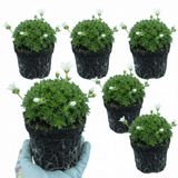 Set of 3 or 6 Saxifrage Ice Colours Pearl White Plants, Hardy Alpine Evergreen Ground Cover Perennial, Outdoor Garden Ready, 1 Litre Root-Ball - Frankton's