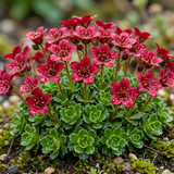 Set of 3 or 6 Saxifrage Ice Colours Red Plants, Hardy Alpine Perennial Rockery Ground Cover, Outdoor Garden Ready, 1 Litre Root-Ball - Frankton's