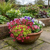Set of 3 or 6 Saxifrage Ice Colours Red Plants, Hardy Alpine Perennial Rockery Ground Cover, Outdoor Garden Ready, 1 Litre Root-Ball - Frankton's