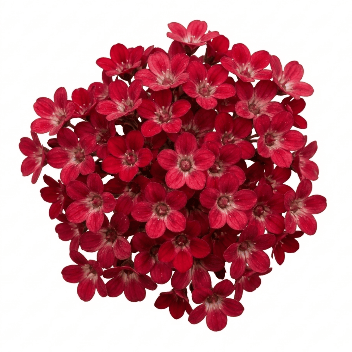 Set of 3 or 6 Saxifrage Ice Colours Red Plants, Hardy Alpine Perennial Rockery Ground Cover, Outdoor Garden Ready, 1 Litre Root-Ball - Frankton's