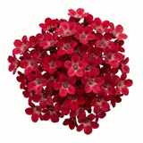 Set of 3 or 6 Saxifrage Ice Colours Red Plants, Hardy Alpine Perennial Rockery Ground Cover, Outdoor Garden Ready, 1 Litre Root-Ball - Frankton's