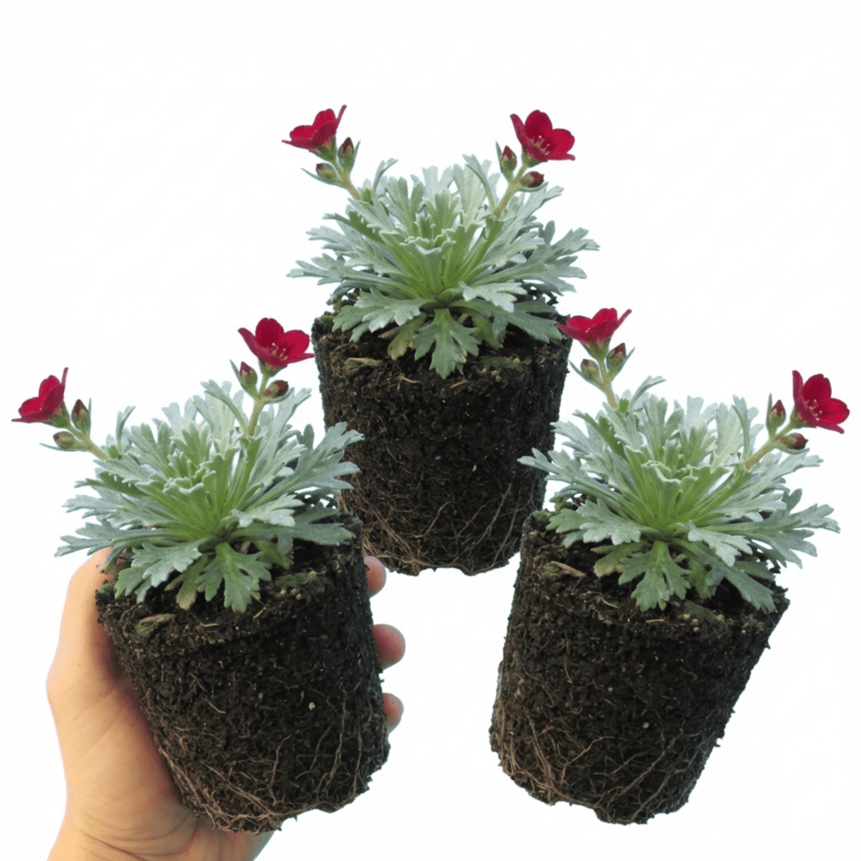 Set of 3 or 6 Saxifrage Ice Colours Red Plants, Hardy Alpine Perennial Rockery Ground Cover, Outdoor Garden Ready, 1 Litre Root-Ball - Frankton's
