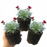 Set of 3 or 6 Saxifrage Ice Colours Red Plants, Hardy Alpine Perennial Rockery Ground Cover, Outdoor Garden Ready, 1 Litre Root-Ball - Frankton's