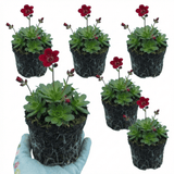 Set of 3 or 6 Saxifrage Ice Colours Red Plants, Hardy Alpine Perennial Rockery Ground Cover, Outdoor Garden Ready, 1 Litre Root-Ball - Frankton's