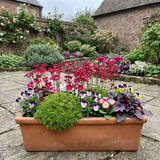 Set of 3 or 6 Saxifrage Ice Colours Red Plants, Hardy Alpine Perennial Rockery Ground Cover, Outdoor Garden Ready, 1 Litre Root-Ball - Frankton's