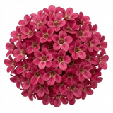 Set of 3 or 6 Saxifrage Marto Rose Hardy Alpine Evergreen Perennial Plants, Pink Rockery Ground Cover, Outdoor Garden Ready, 1 Litre Root-Ball - Frankton's