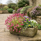Set of 3 or 6 Saxifrage Marto Rose Hardy Alpine Evergreen Perennial Plants, Pink Rockery Ground Cover, Outdoor Garden Ready, 1 Litre Root-Ball - Frankton's