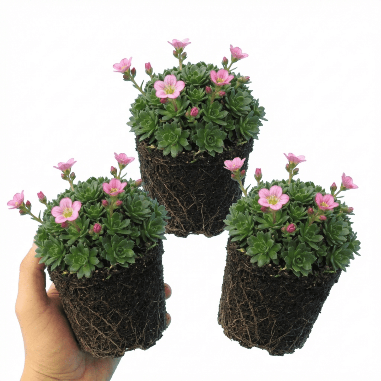 Set of 3 or 6 Saxifrage Marto Rose Hardy Alpine Evergreen Perennial Plants, Pink Rockery Ground Cover, Outdoor Garden Ready, 1 Litre Root-Ball - Frankton's