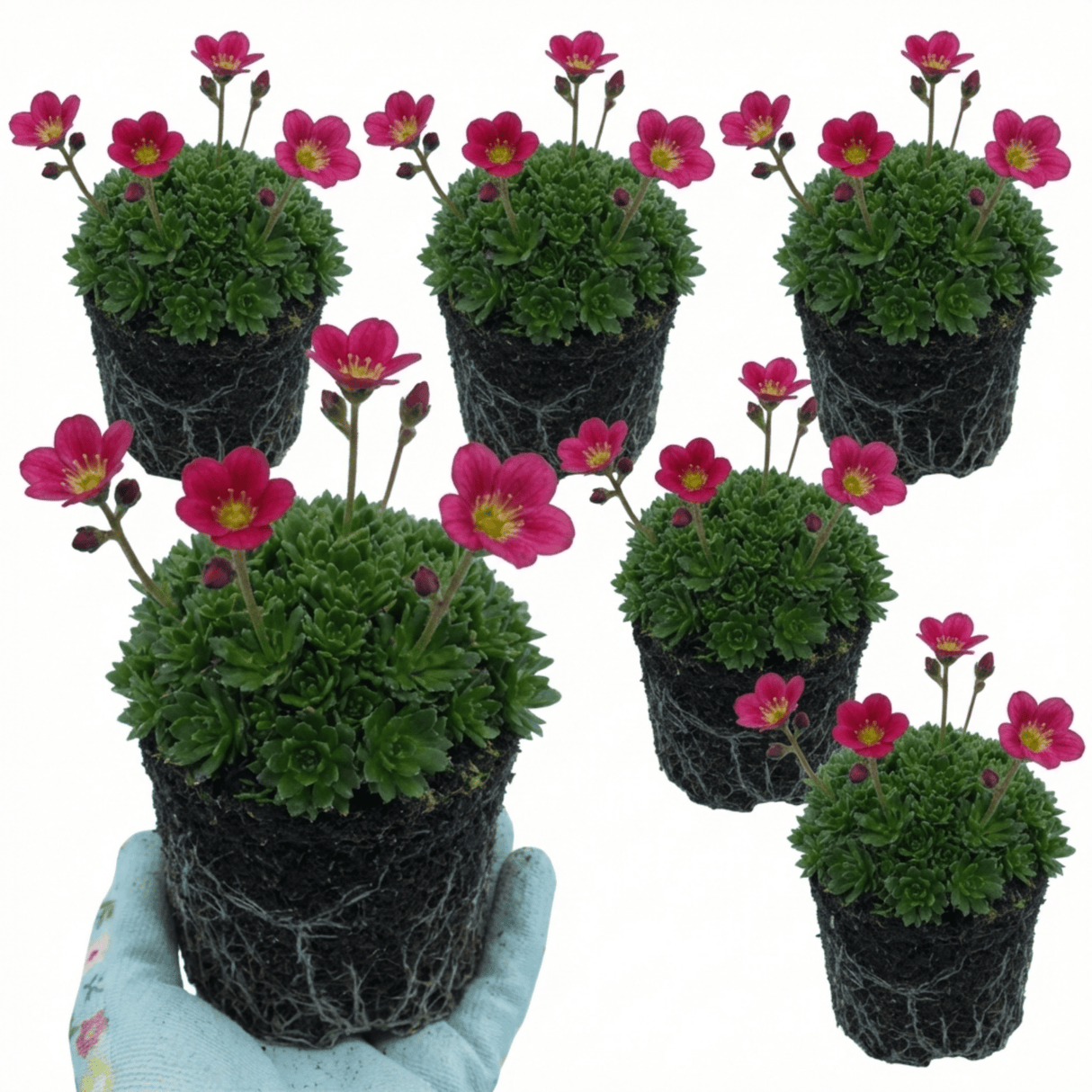Set of 3 or 6 Saxifrage Marto Rose Hardy Alpine Evergreen Perennial Plants, Pink Rockery Ground Cover, Outdoor Garden Ready, 1 Litre Root-Ball - Frankton's